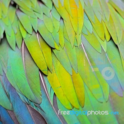 Nicobar Pigeon Feather Stock Photo