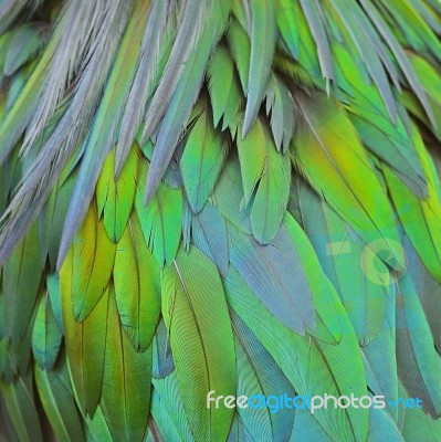 Nicobar Pigeon Feathers Stock Photo