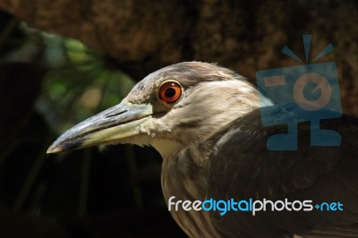 Night Heron Stock Photo