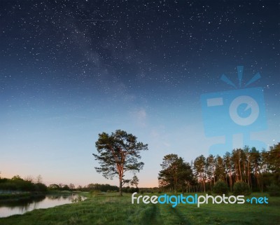 Night Sky With Stars Over Trees Stock Photo