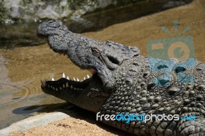 Nile Crocodile (crocodylus Niloticus) At The Bioparc Fuengirola Stock Photo