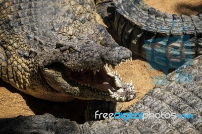 Nile Crocodile (crocodylus Niloticus) At The Bioparc Fuengirola Stock Photo