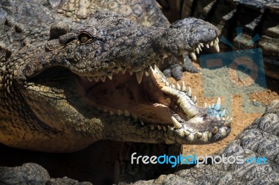 Nile Crocodile (crocodylus Niloticus) At The Bioparc Fuengirola Stock Photo