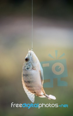 Nile Tilapia Fish Hanging On Hook Stock Photo