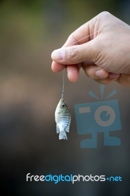 Nile Tilapia Fish Hanging On Hook Stock Photo