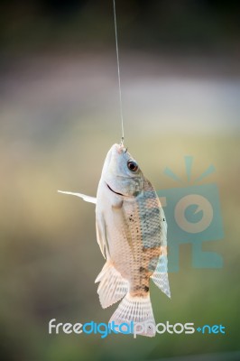 Nile Tilapia Fish Hanging On Hook Stock Photo