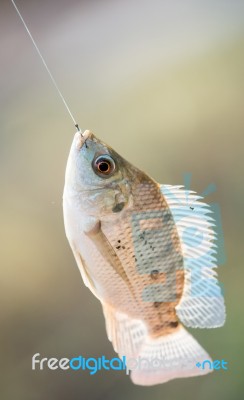 Nile Tilapia Fish Hanging On Hook Stock Photo