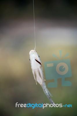 Nile Tilapia Fish Hanging On Hook Stock Photo