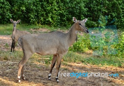 Nilgai Stock Photo