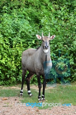 Nilgai Stock Photo