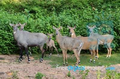 Nilgai Stock Photo