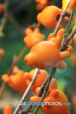 Nipple Fruit(titty Fruit , Cow's Udder) On A Tree Branch Stock Photo