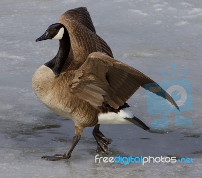 Noble Goose Stock Photo