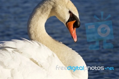 Noble Swan Stock Photo