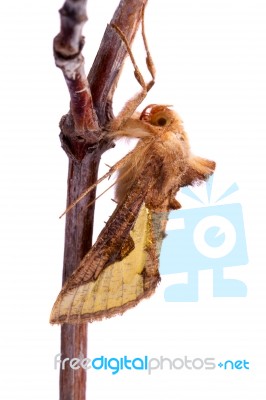 Nocturnal Moth Stock Photo