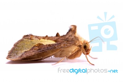 Nocturnal Moth Stock Photo