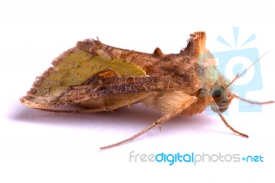 Nocturnal Moth Stock Photo