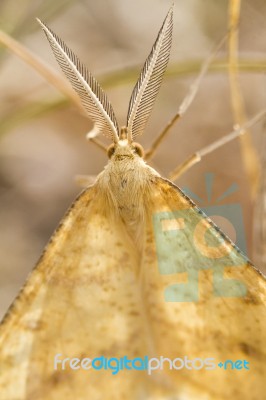 Nocturnal Moth (adactylotis Gesticularia) Stock Photo