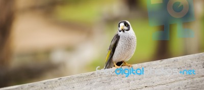 Noisy Miner Bird By Itself Stock Photo