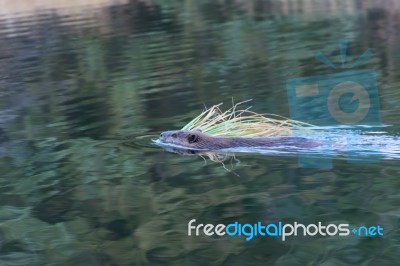 North American Beaver (castor Canadensis) Stock Photo