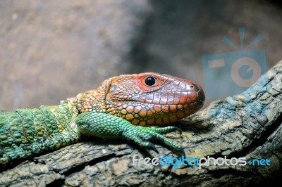 Northern Caiman Lizard (dracaena Guianensis) Stock Photo