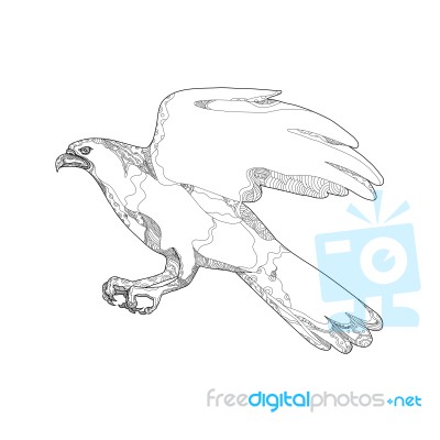 Northern Goshawk Swooping Doodle Art Stock Image