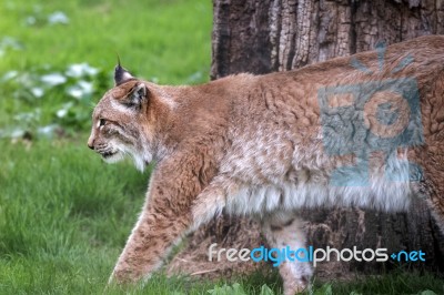 Northern Lynx ( Felis Lynx Lynx) Stock Photo