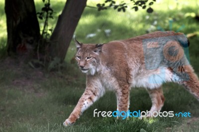 Northern Lynx ( Felis Lynx Lynx) Stock Photo