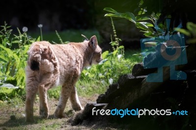 Northern Lynx ( Felis Lynx Lynx) Stock Photo