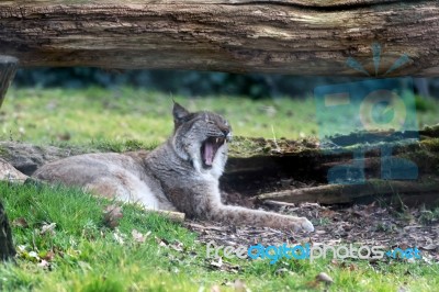 Northern Lynx ( Felis Lynx Lynx) Stock Photo