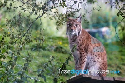 Northern Lynx ( Felis Lynx Lynx) Stock Photo