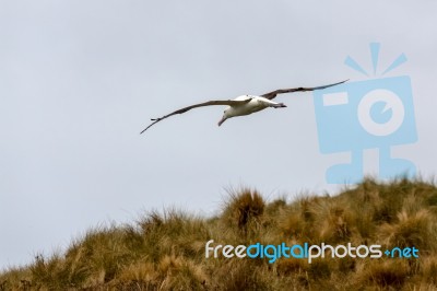 Northern Royal Albatross (diomedea Sanfordi) Stock Photo