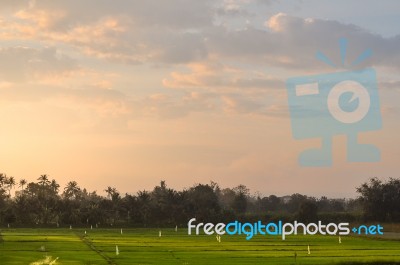 Northern Thailand Green Field Landscape In Morning Stock Photo
