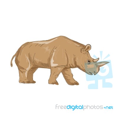 Northern White Rhinoceros Side Drawing Stock Image