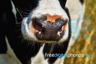 Nose Cow Stock Photo