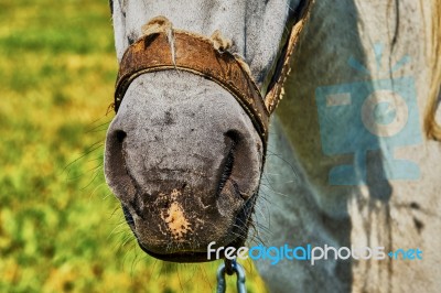 Nose Horse Stock Photo