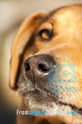 Nose Of Domestic Dog Stock Photo