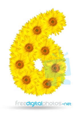 Number 6 Made Of Sunflower Stock Photo