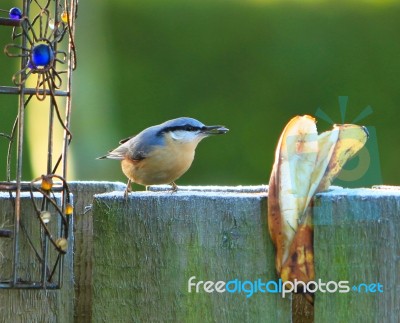 Nuthatch Stock Photo