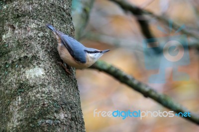 Nuthatch Perched On Tree Near Weir Wood Reservoir Stock Photo