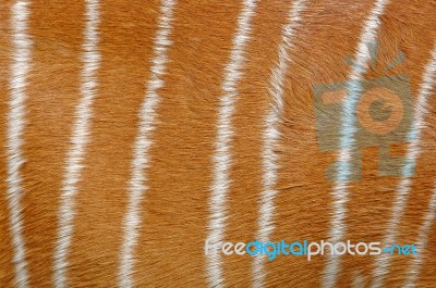 Nyala Hide Stock Photo