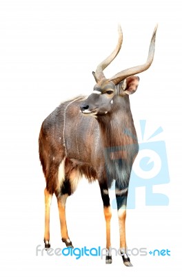 Nyala Isolated On White Background Stock Photo