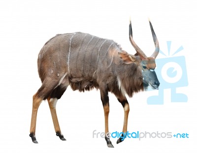 Nyala Isolated On White Background Stock Photo