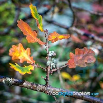 Oak Leaves Decaying On A Tree In Autumn Stock Photo