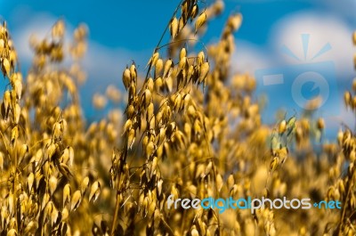 Oat Field Stock Photo