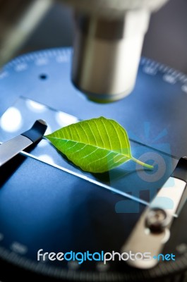 Observation Of A Green Leaf With A Microscope Stock Photo