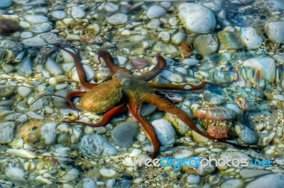 Octopus Stock Photo