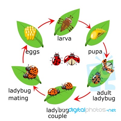 Of Ladybug Life Cycle For Kids Stock Image - Royalty Free Image ID ...