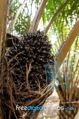 Oil Palm Fruits In The Palm Tree Stock Photo