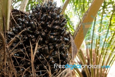 Oil Palm Fruits In The Palm Tree Stock Photo